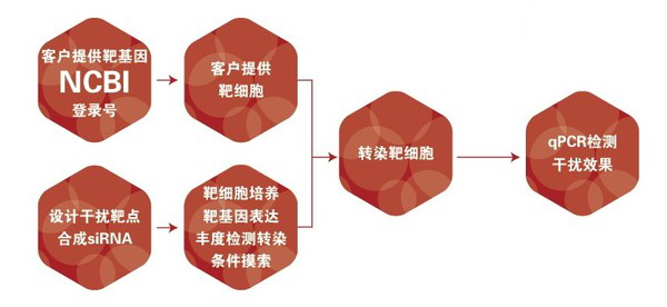 圖片19-siRNA的細胞轉(zhuǎn)染及篩選.png